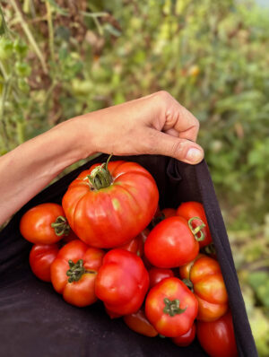beyond_Mosauf Marktgarten Tomaten handgepflückt