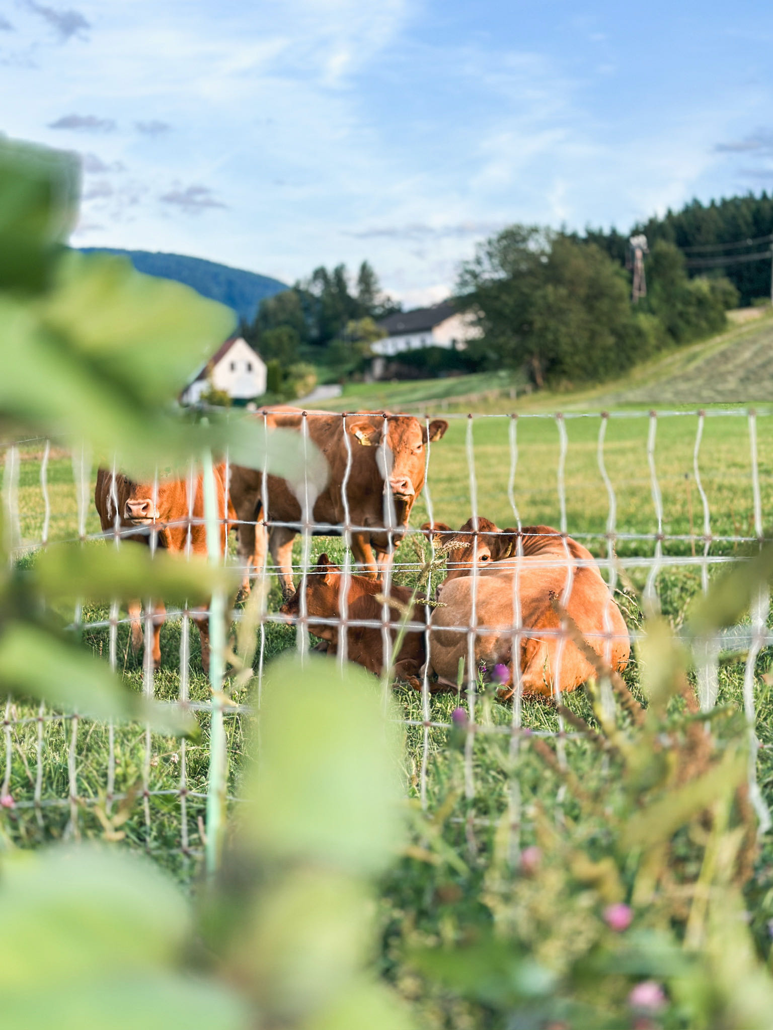 beyond_Mosauf Marktgarten und Rinderhaltung - Kreislaufwirtschaft